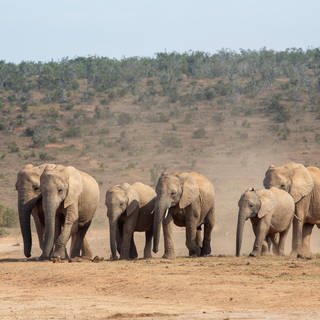 Eine Elefantenherde in der trockenen, staubigen Savanne.