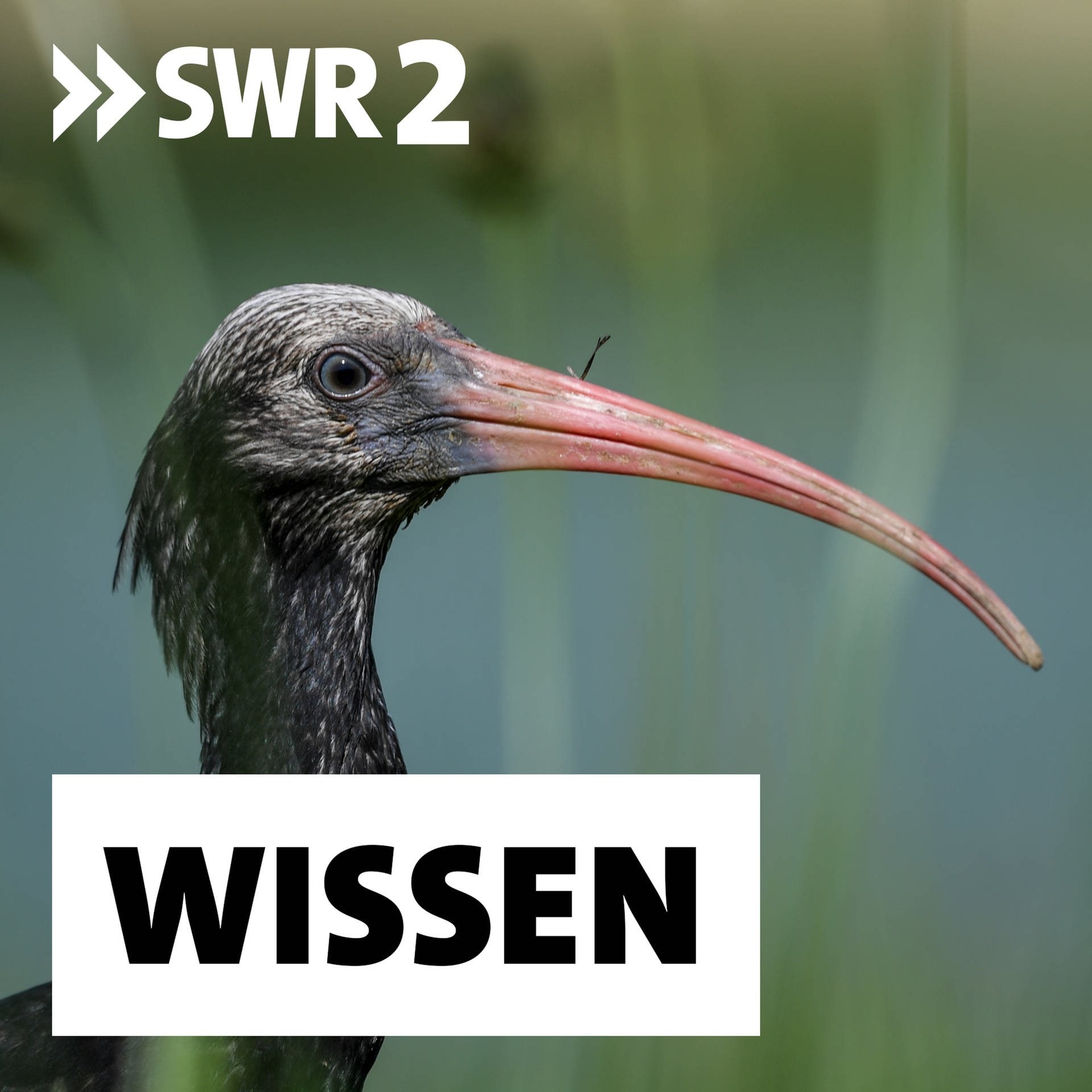 Der Waldrapp - Umstrittene Wiederansiedlung eines Zugvogels