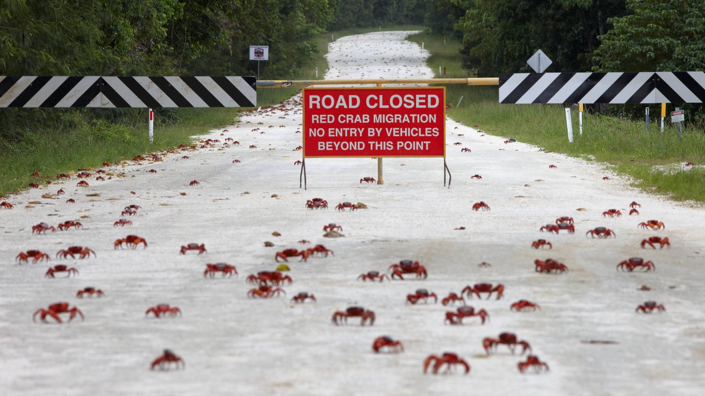 Symbolbild: Weihnachtsinsel-Rotkrabben (Gecarcoidea natalis) überqueren gesperrte Straße, während der jährlichen Migration