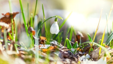 Schneeglöckchen