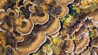 Schmetterlingstramete Trametes versicolor