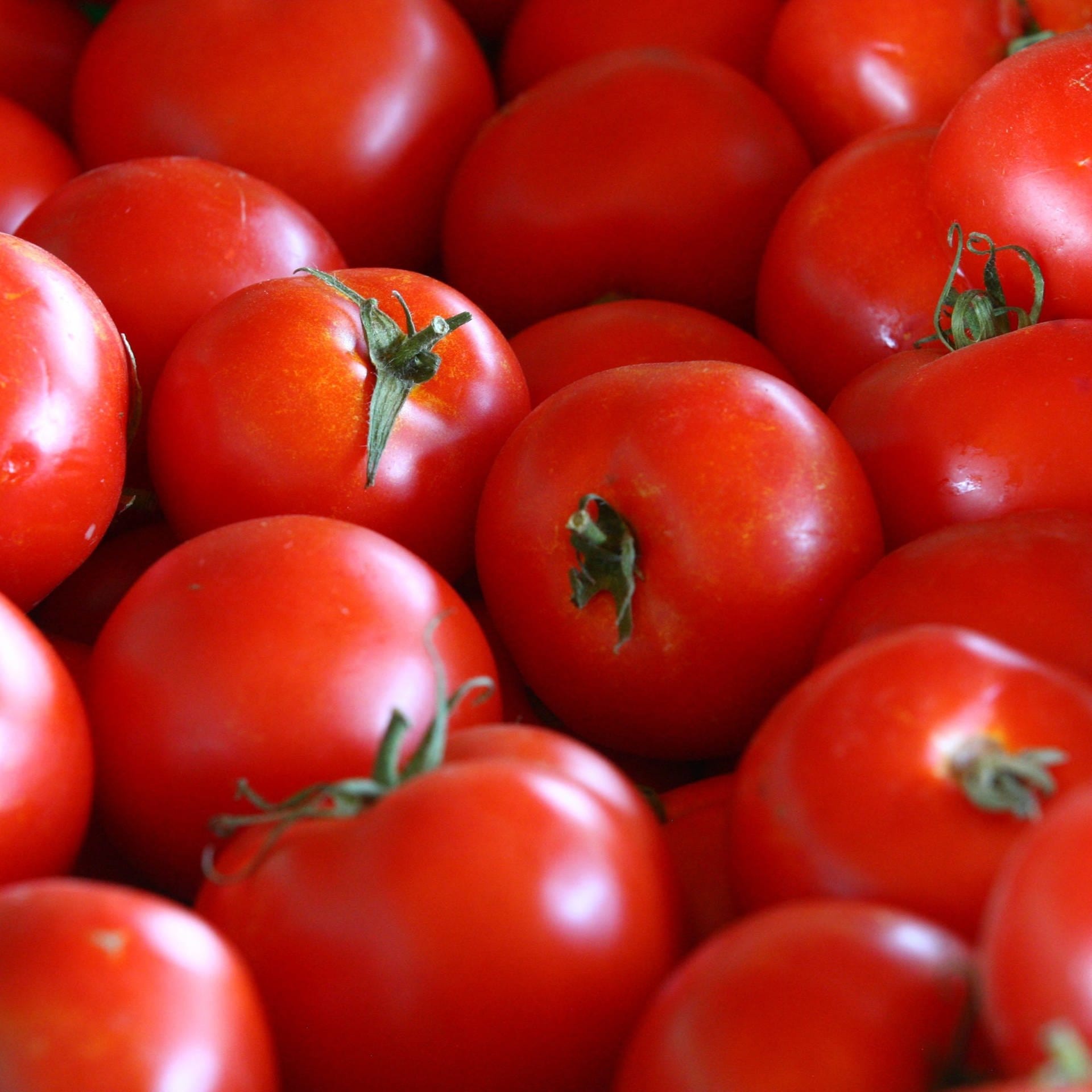 Tomaten: Mehr Aroma durch Gentechnik?