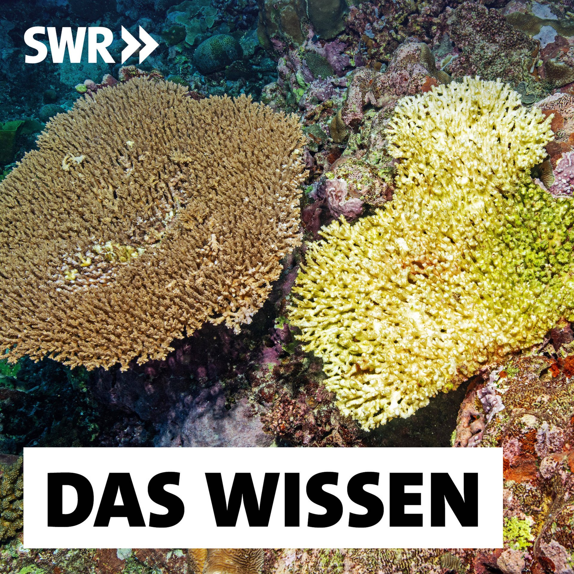 Korallenbleiche – Wie lassen sich die Riffe retten?