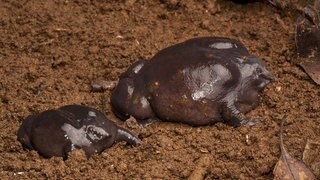 Pig-nosed frogs (Nasikabatrachus sahyadrensis) Western Ghats, India. Archivfoto