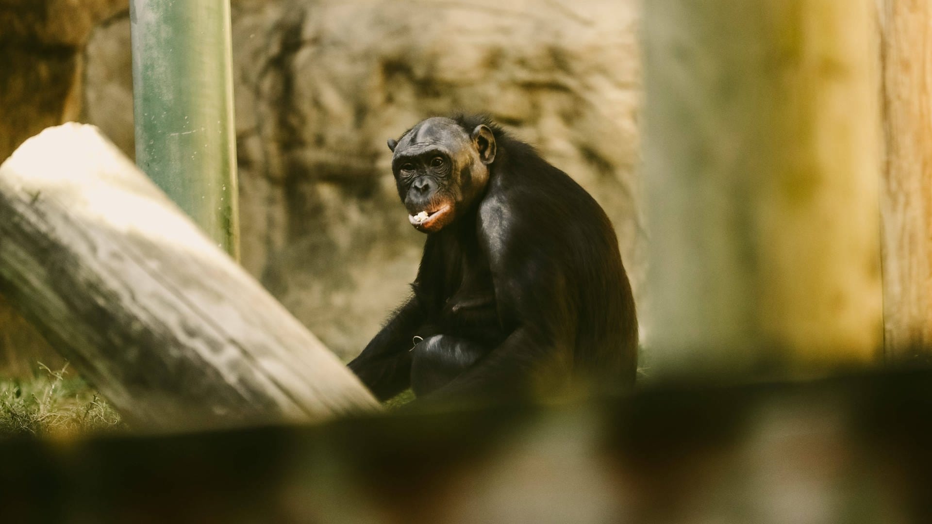 Bonobos: Doch nicht die Hippies unter den Menschenaffen?