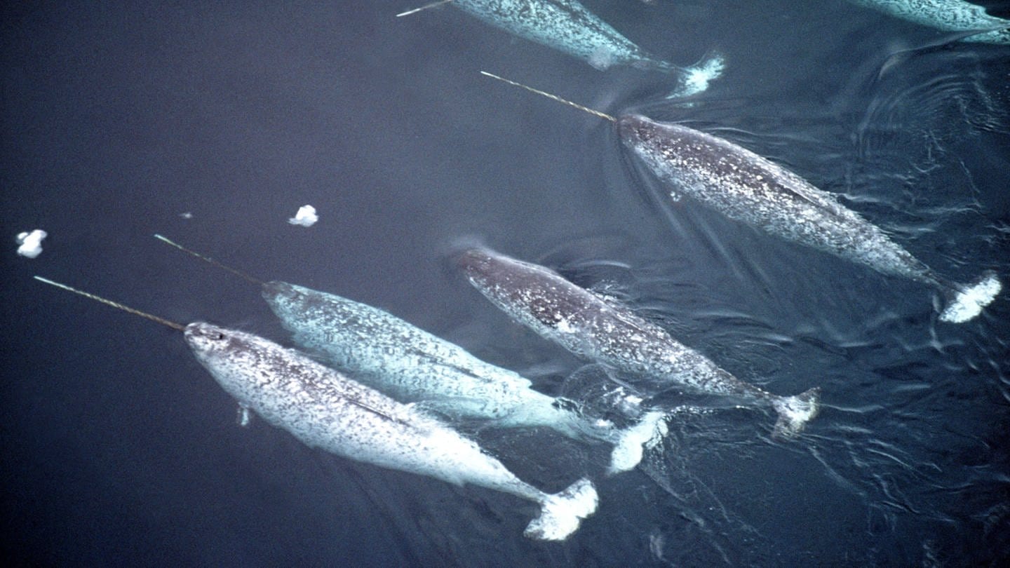 Narwal (Monodon monoceros), Gruppe von Maennchen schwimmt in einer Eisrinne. Archivfoto