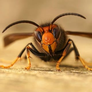 Natürliche Gesichtsnahaufnahme einer asiatischen Hornisse