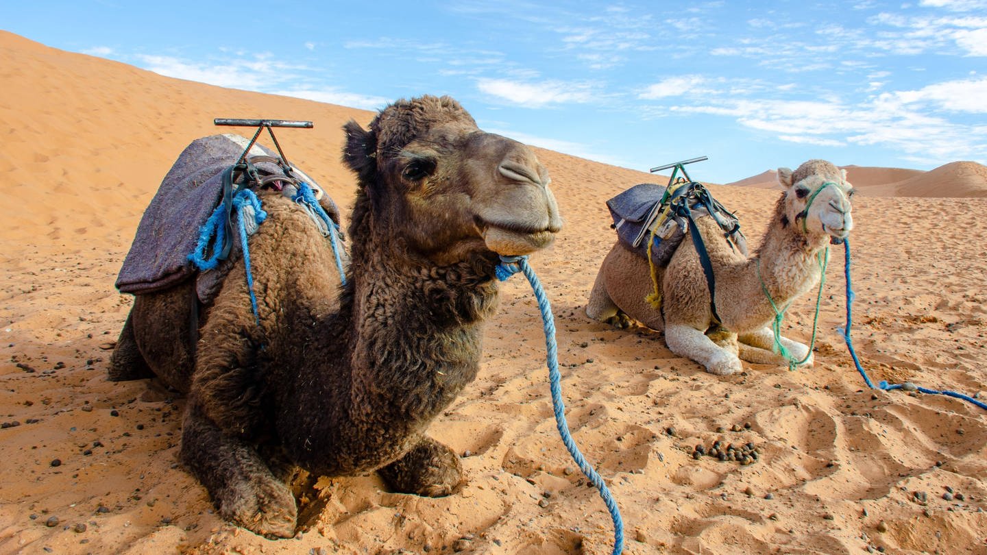 Zwei Dromedare in Marokko in der Wüste Sahara: Dromedare in Marokko in der Wüste Sahara: Dromedare und Kamele sind Lastentiere, Woll-, Fleisch- und Milchlieferanten. Und Kameliden sind tief verwurzelt in Kultur und Alltag nomadischer Völker.