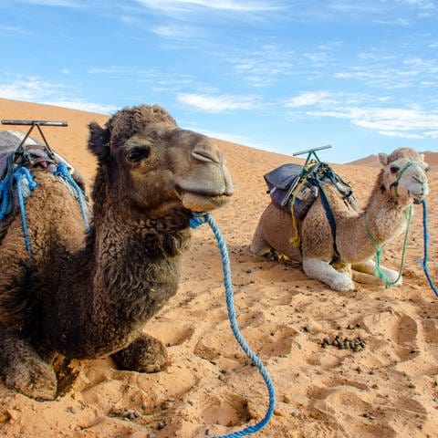 Zwei Dromedare in Marokko in der Wüste Sahara: Dromedare in Marokko in der Wüste Sahara: Dromedare und Kamele sind Lastentiere, Woll-, Fleisch- und Milchlieferanten. Und Kameliden sind tief verwurzelt in Kultur und Alltag nomadischer Völker. 