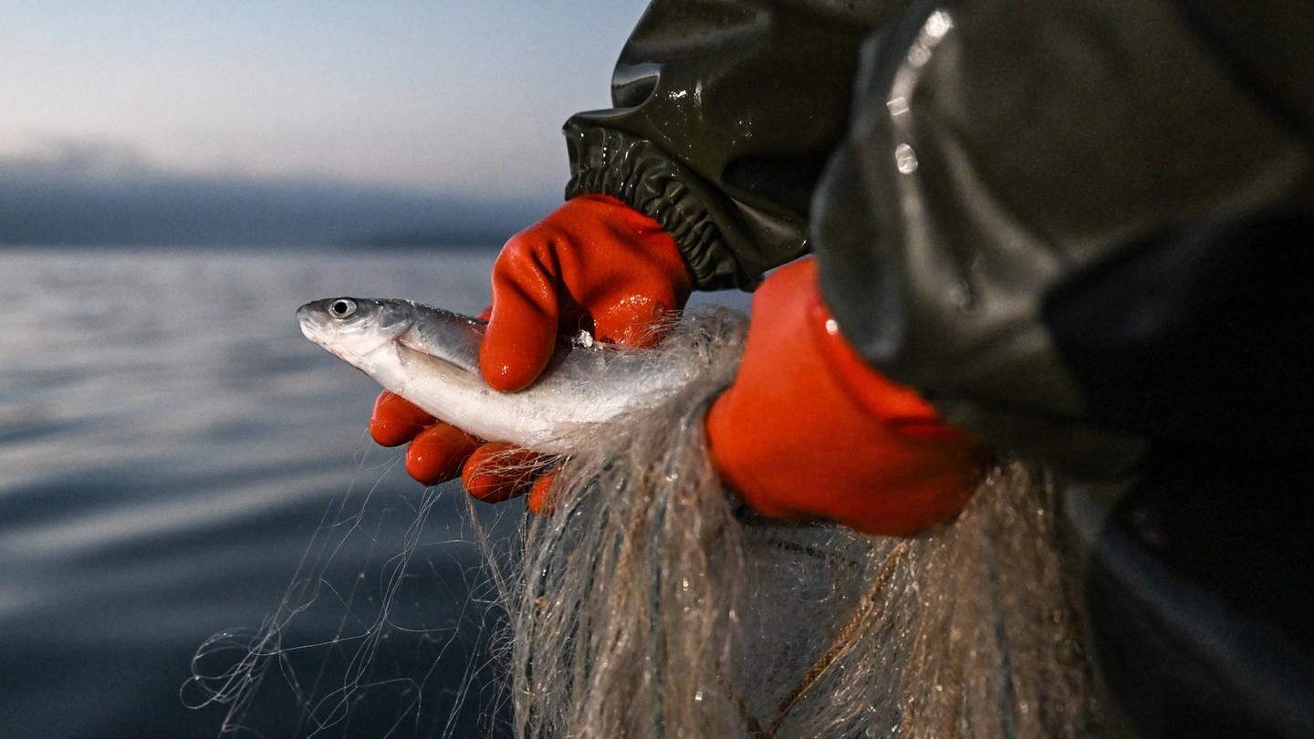 Eine Fischerin hält im Oktober 2023 ein Felchen in den Händen, das mit einem Netz aus dem Bodensee gefangen wurde: Die Bestände des Felchens, lange Zeit Haupteinnahmequelle der Fischer, gehen stark zurück, jetzt gilt ein dreijähriges Fangverbot.