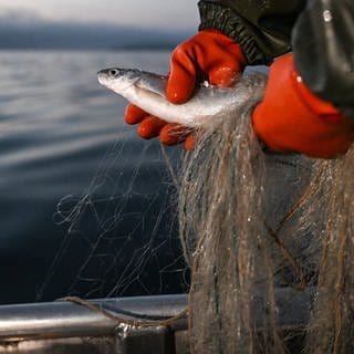 Eine Fischerin hält im Oktober 2023 ein Felchen in den Händen, das mit einem Netz aus dem Bodensee gefangen wurde: Die Bestände des Felchens, lange Zeit Haupteinnahmequelle der Fischer, gehen stark zurück, jetzt gilt ein dreijähriges Fangverbot. 