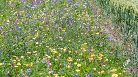 Ein bunter Streifen zwischen Acker und Asphalt: Wildblumenwiesen bieten Nahrung für viele Insektenarten. Auf diese Weise lassen sich Landwirtschaft und Umweltschutz vereinen – das kostet allerdings Zeit und Geld.