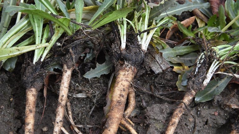 Russischer Löwenzahn wird großflächig angebaut, um daraus Naturkautschuk zu gewinnen. Der Milchsaft des Russischen Löwenzahns (Taraxacum koksaghyz) enthält besonders viel Naturkautschuk. Das macht ihn als potenzielle Quelle für eine nachhaltigere Kunststoffproduktion interessant.