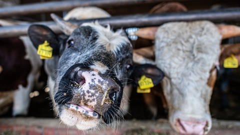 Kuh in Stallhaltung: Eng zusammengepfercht anstatt auf der Weide: Die meisten Nutztiere in Deutschland werden in Massenställen gehalten. Einer der Gründe: Wegen der niederigen Fleisch- und Milchpreise ist eine artgerechte  Freilandhaltung für landwirtschaftliche Betriebe kaum finanzierbar. 