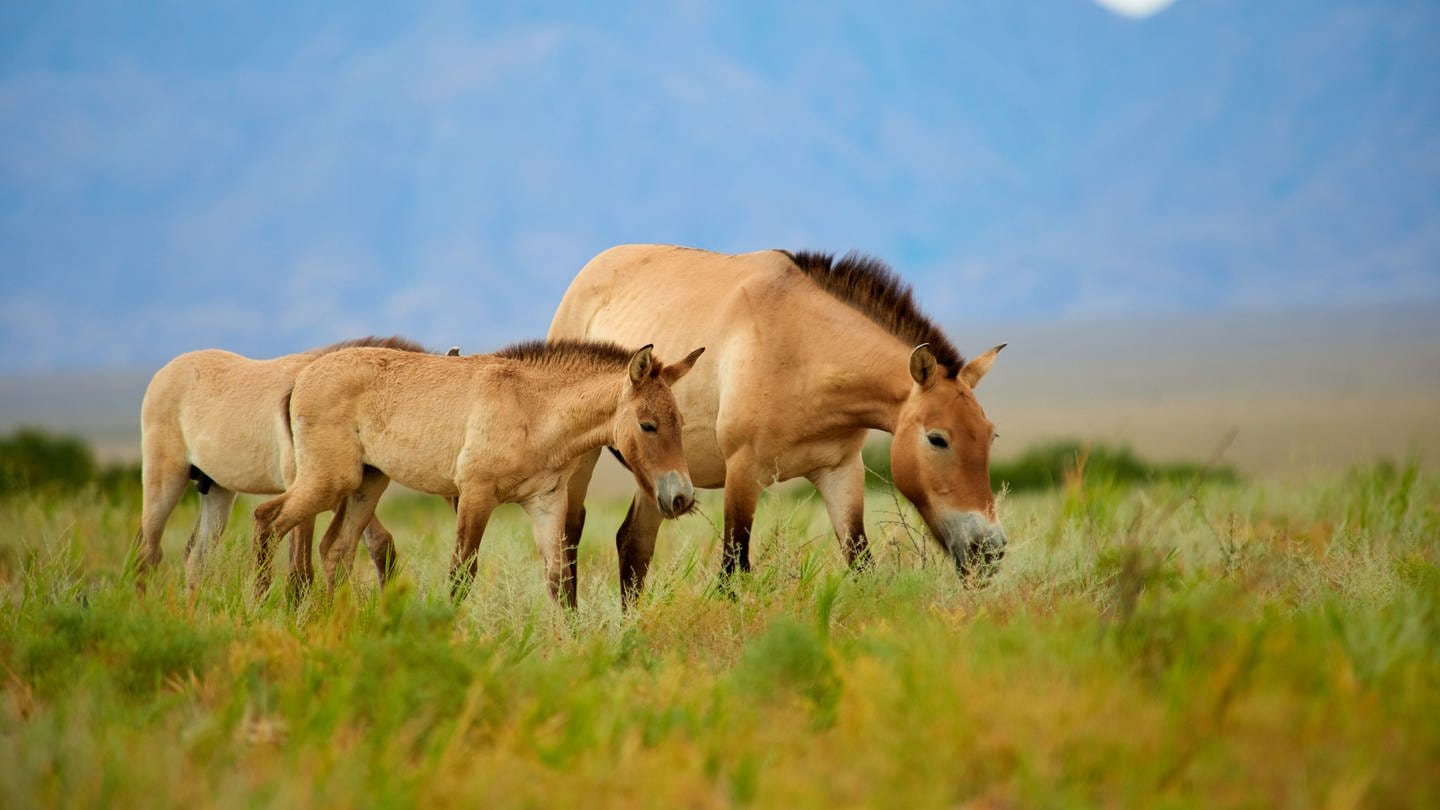 Przewalski-Pferde im Altyn-Emel-Nationalpark in Kasachstan.