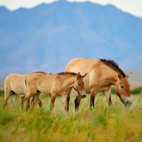 Przewalski-Pferde im Altyn-Emel-Nationalpark in Kasachstan.