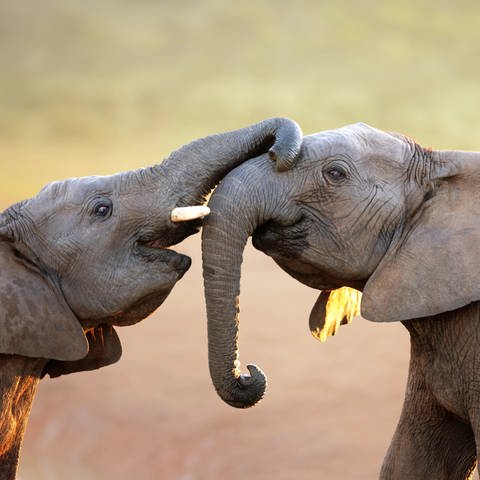 Elefanten berühren sich sanft
