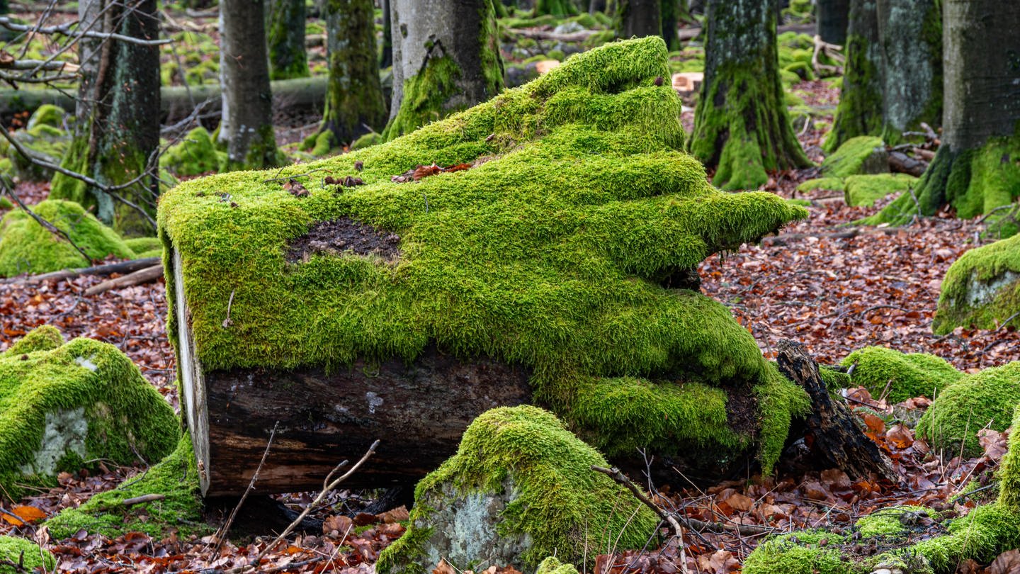 Grünes Moos nimmt von den Steinen, einem Baumstumpf und den unteren Teilen der Bäume Besitz