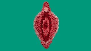 Künstlerische Darstellung einer Vulva, gestaltet aus roten Blüten auf grünem Hintergrund: Das Jungfernhäutchen, auch Hymen genannt, soll beim ersten Sex reißen wie eine Folie. Ein Irrglaube, der sich hartnäckig hält.