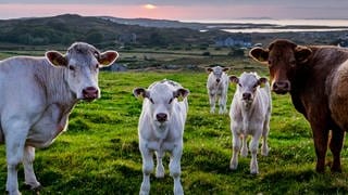 Weiderinder in Irland: Weil Irland sonst seine Klimaziele verfehlt, soll der Viehbestand sinken. Bauern protestieren. Taugt die Weidehaltung noch als Vorbild für den ökologischen Umbau der Landwirtschaft?