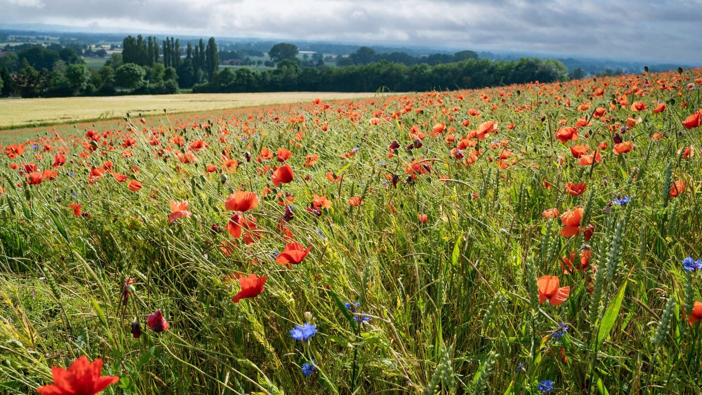 Rot blühende Mohnblumen durchziehen ein Getreidefeld in hügeliger Landschaft. Wildkräuter am Feldrand.