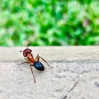 Camponotus floridanus, Zimmermannameise