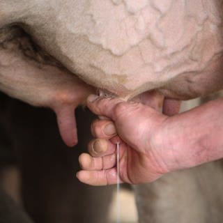 Ein Milchbauer melkt eine Kuh mit der Hand