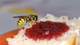 Wespe (Vespula germanica) frisst an einem Marmeladenbrot