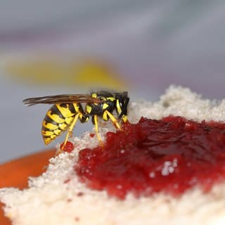 Wespe (Vespula germanica) frisst an einem Marmeladenbrot