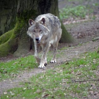 Europäischer Grauwolf