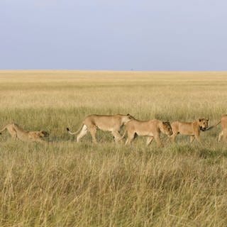 Ein Löwenrudel (Panthera leo) durchstreift die Savanne, Masai Mara, Narok County, Kenia, Afrika