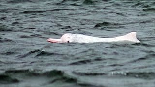 Ein chinesischer weißer Delfin im Meer