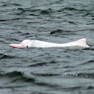 Ein chinesischer weißer Delfin im Meer