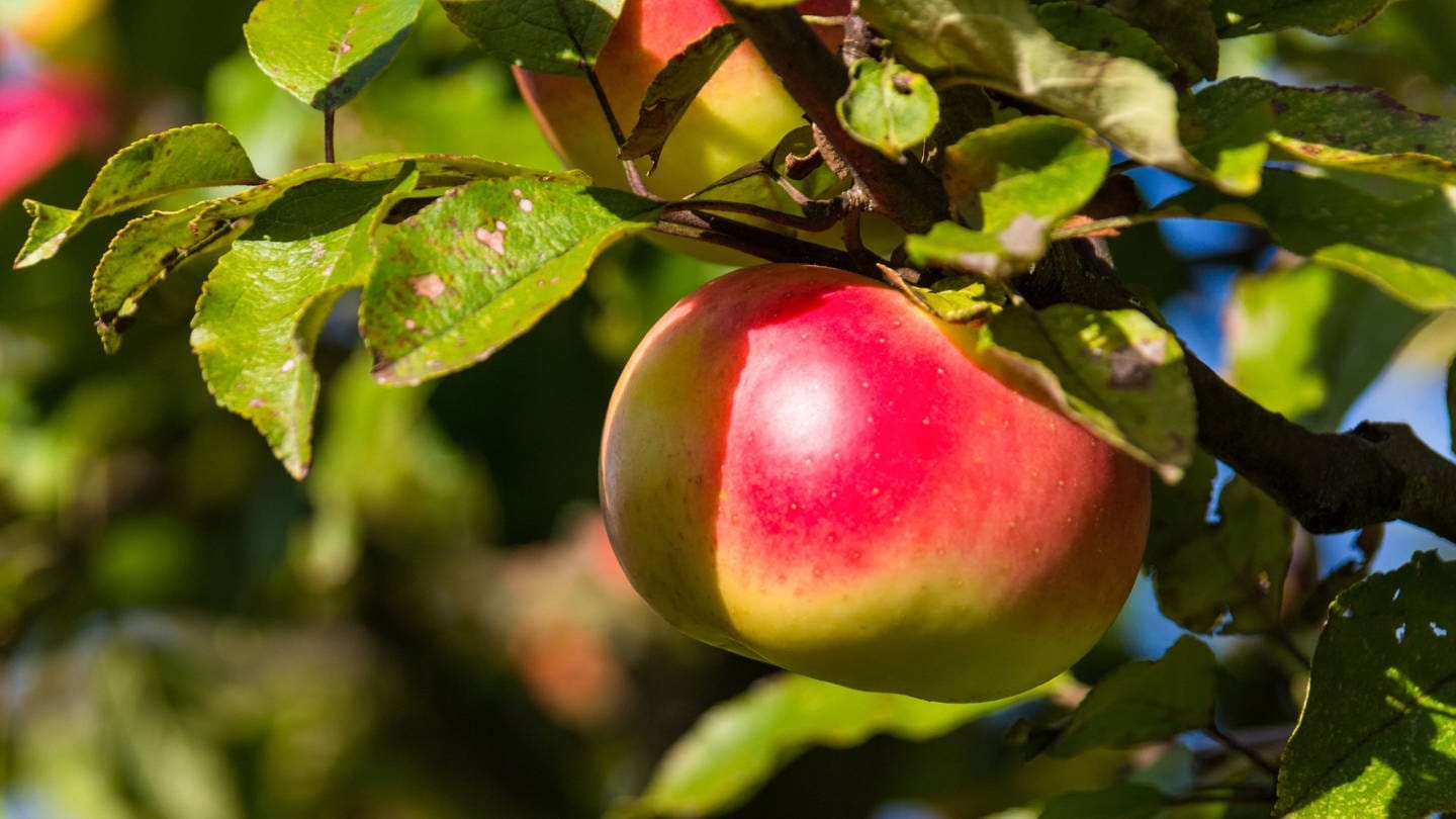 Apfel an einem Baum: Vermutlich vor rund 8.000 Jahren legten Menschen die ersten Obstgärten an, indem sie Bäume und Sträucher in Gruppen anordneten und sie bei Bedarf wässerten.