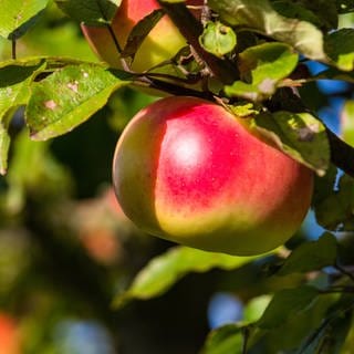 Apfel an einem Baum: Vermutlich vor rund 8.000 Jahren legten Menschen die ersten Obstgärten an, indem sie Bäume und Sträucher in Gruppen anordneten und sie bei Bedarf wässerten. 