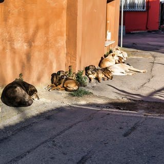 Rudel Straßenhunde, streunende Hunde schlafen auf der Straße, vor Hauswand, Istanbul, Türkei