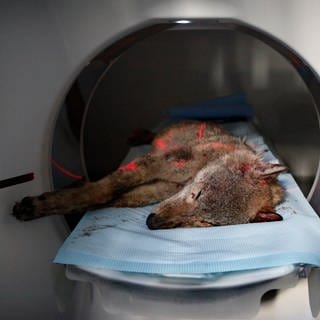 Ein toter Wolf wird in einem Forschungs-Computertomographen untersucht.