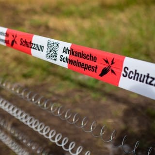 Ein Absperrband mit der Aufschrift „Afrikanische Schweinepest“ hängt über einem Elektro-Schutzzaun.