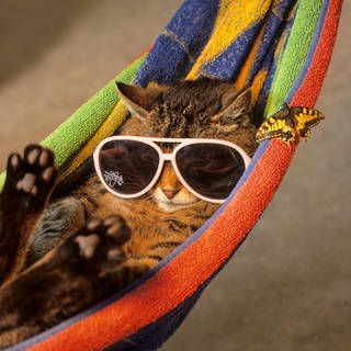 Katze mit Sonnenbrille in der Hängematte