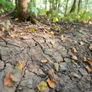 Vertrocknete Blätter liegen auf einem Waldboden, der von Rissen durchzogen ist. Der Wald leidet unter der anhaltenden Trockenheit.