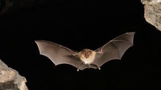 Kleine Hufeisennase (Rhinolophus hipposideros) im Flug; die Fledermaus ist in Deutschland vom Aussterben bedroht