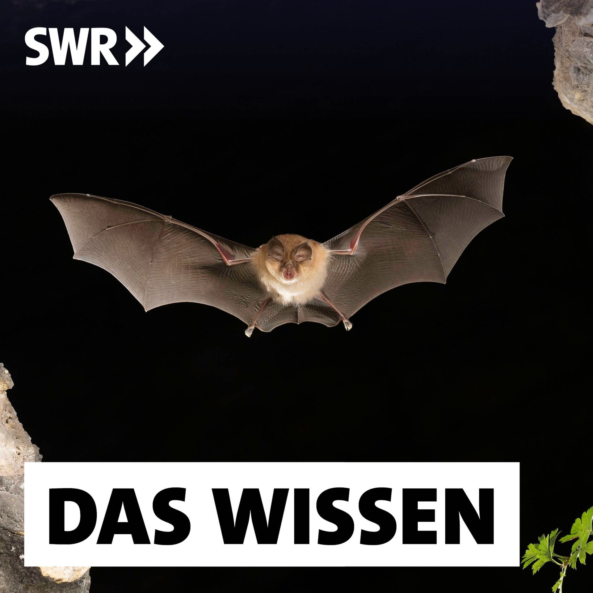 Bedrohte Fledermaus – Kommunikations-Genie im Klimastress