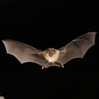 Kleine Hufeisennase (Rhinolophus hipposideros) im Flug; die Fledermaus ist in Deutschland vom Aussterben bedroht