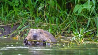 Ein Europäischer Biber (Castor fiber) nagt an einem Weidenast. Biber waren in Baden-Württemberg Mitte des 19. Jahrhunderts ausgerottet. Heute sind sie vielerorts wieder heimisch und stehen unter Naturschutz. Allerdings stellen sie Landwirte vor große Probleme, wenn sie Wiesen unter Wasser setzt und damit Ernteausfälle provoziert. 