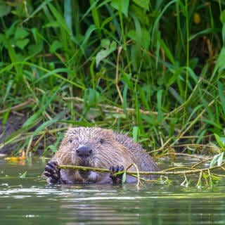 Ein Europäischer Biber (Castor fiber) nagt an einem Weidenast. Biber waren in Baden-Württemberg Mitte des 19. Jahrhunderts ausgerottet. Heute sind sie vielerorts wieder heimisch und stehen unter Naturschutz. Allerdings stellen sie Landwirte vor große Probleme, wenn sie Wiesen unter Wasser setzt und damit Ernteausfälle provoziert. 