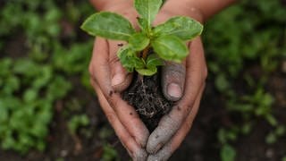 Hände halten einen Baumsetzling: Statt vom fernen Polareis zu reden, muss Klimakommunikation lebensnah und lösungsorientiert sein, damit sie Menschen motiviert.