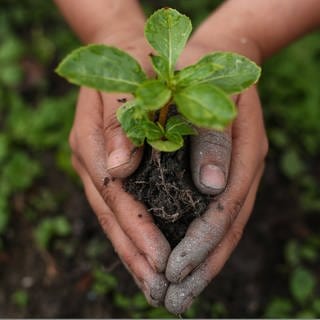 Hände halten einen Baumsetzling: Statt vom fernen Polareis zu reden, muss Klimakommunikation lebensnah und lösungsorientiert sein, damit sie Menschen motiviert.