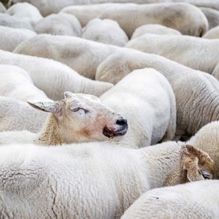 Schafe mit Blauzungenkrankheit bei einem Viehzüchter.