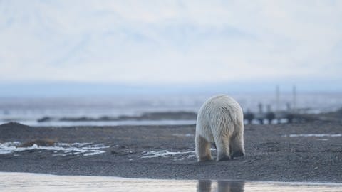 Ein Liebling der Medien: Der Eisbär auf der kläglichen Suche nach Nahrung. Mit solchen Botschaften erreicht man heute kaum noch jemanden. Konstruktiver Journalismus will es besser machen und Klimafolgen und Lösungen im Hier und Jetzt diskutieren