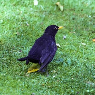 Amsel auf einer Wiese 